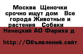 Москва! Щеночки срочно ищут дом - Все города Животные и растения » Собаки   . Ненецкий АО,Фариха д.